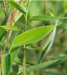 Drachenschuppenbambus 'Blue Lizard'®(s) - Fargesia murieliae 'Blue Lizard'