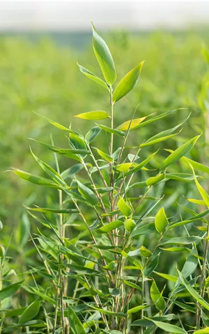 Fargesia murieliae 'Blue Lizard'