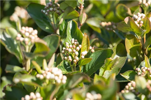 Apfelbeere 'Aron' - Aronia prunifolia 'Aron'