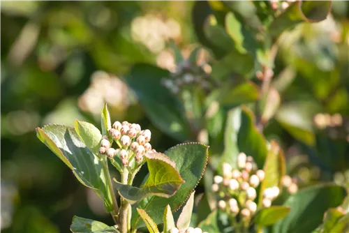 Apfelbeere 'Aron' - Aronia prunifolia 'Aron'