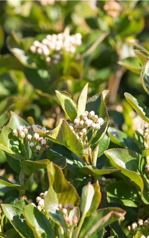 Aronia prunifolia 'Aron'