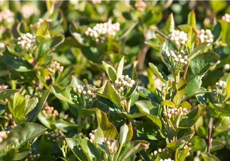 Aronia prunifolia 'Aron' - Apfelbeere 'Aron'