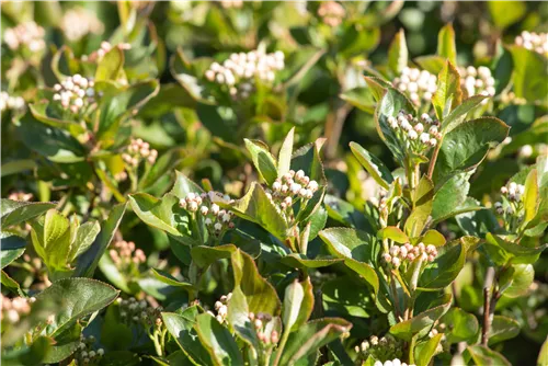 Apfelbeere 'Aron' - Aronia prunifolia 'Aron'