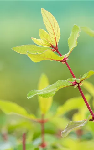 Lonicera caerulea 'Kamtschatica'