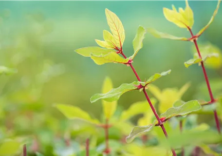 Lonicera caerulea 'Kamtschatica' - Blaue Heckenkirsche