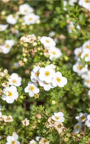 Potentilla 'Abbotswood'