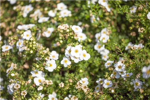 Fingerstrauch 'Abbotswood' - Potentilla 'Abbotswood'