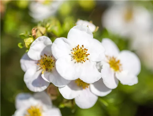 Fingerstrauch 'Abbotswood' - Potentilla 'Abbotswood'