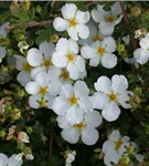 Fingerstrauch 'Abbotswood' - Potentilla 'Abbotswood'