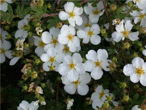 Fingerstrauch 'Abbotswood' - Potentilla 'Abbotswood'