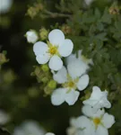 Fingerstrauch 'Abbotswood' - Potentilla 'Abbotswood'