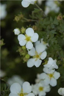 Fingerstrauch 'Abbotswood' - Potentilla 'Abbotswood'