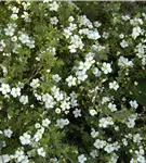 Fingerstrauch 'Abbotswood' - Potentilla 'Abbotswood'