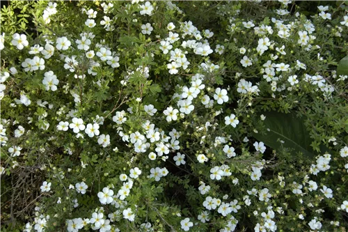 Fingerstrauch 'Abbotswood' - Potentilla 'Abbotswood'