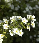 Fingerstrauch 'Abbotswood' - Potentilla 'Abbotswood'