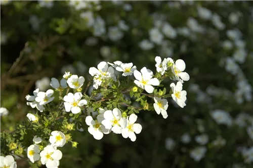 Fingerstrauch 'Abbotswood' - Potentilla 'Abbotswood'