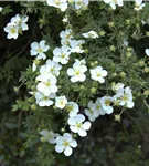 Fingerstrauch 'Abbotswood' - Potentilla 'Abbotswood'