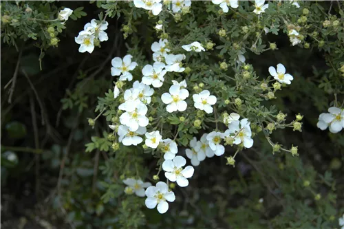 Fingerstrauch 'Abbotswood' - Potentilla 'Abbotswood'