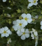 Fingerstrauch 'Abbotswood' - Potentilla 'Abbotswood'