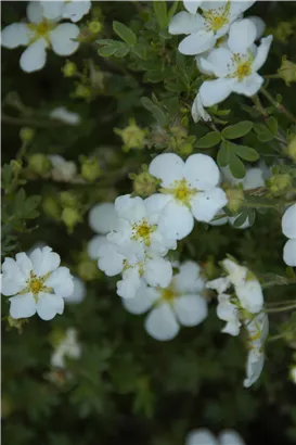 Fingerstrauch 'Abbotswood' - Potentilla 'Abbotswood'