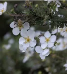 Fingerstrauch 'Abbotswood' - Potentilla 'Abbotswood'