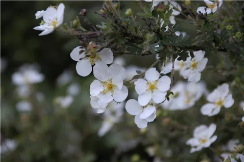 Fingerstrauch 'Abbotswood' - Potentilla 'Abbotswood'