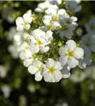 Fingerstrauch 'Abbotswood' - Potentilla 'Abbotswood'