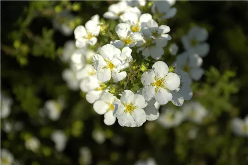 Fingerstrauch 'Abbotswood' - Potentilla 'Abbotswood'