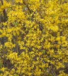 Forsythie 'Lynwood' - Forsythia 'Lynwood'