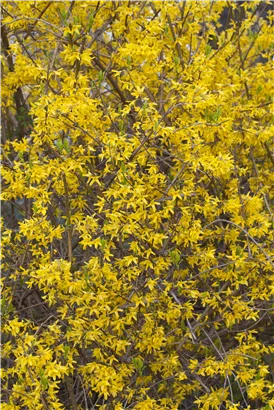 Forsythie 'Lynwood' - Forsythia 'Lynwood'