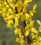 Forsythie 'Lynwood' - Forsythia 'Lynwood'