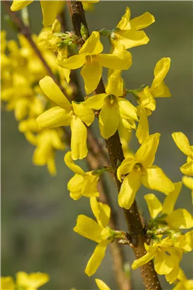 Forsythie 'Lynwood' - Forsythia 'Lynwood'