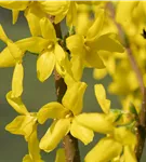 Forsythie 'Lynwood' - Forsythia 'Lynwood'