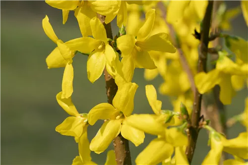 Forsythie 'Lynwood' - Forsythia 'Lynwood'