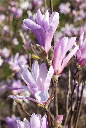 NIedrige Magnolie Susan - Magnolia 'Susan'