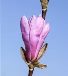 NIedrige Magnolie Susan - Magnolia 'Susan'