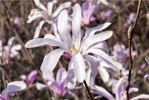 NIedrige Magnolie Susan - Magnolia 'Susan'