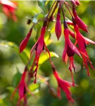 Schlanke Fuchsie - Fuchsia magellanica 'Gracilis'