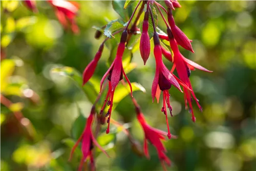 Schlanke Fuchsie - Fuchsia magellanica 'Gracilis'