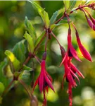 Schlanke Fuchsie - Fuchsia magellanica 'Gracilis'