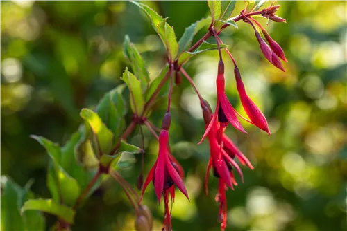 Schlanke Fuchsie - Fuchsia magellanica 'Gracilis'