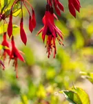 Schlanke Fuchsie - Fuchsia magellanica 'Gracilis'