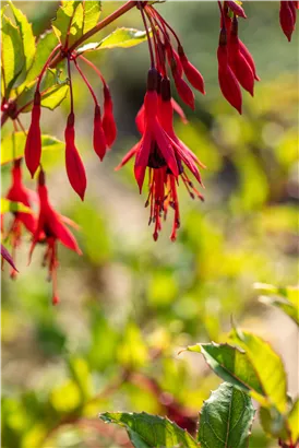 Schlanke Fuchsie - Fuchsia magellanica 'Gracilis'