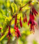 Schlanke Fuchsie - Fuchsia magellanica 'Gracilis'