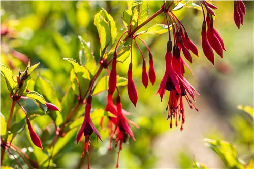 Schlanke Fuchsie - Fuchsia magellanica 'Gracilis'