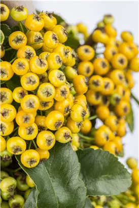 Feuerdorn 'Golden Charmer' - Pyracantha 'Golden Charmer'