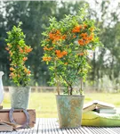 Feuerdorn 'Orange Glow' - Pyracantha 'Orange Glow'