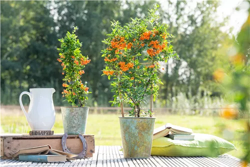 Feuerdorn 'Orange Glow' - Pyracantha 'Orange Glow'