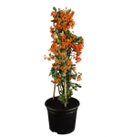 Mittelmeer-Feuerdorn 'Red Column' - Pyracantha 'Red Column'