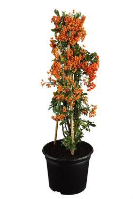 Mittelmeer-Feuerdorn 'Red Column' - Pyracantha 'Red Column'